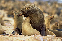 Fur Seal pair mating (Arctocephalus pusillus pusillus) Cape Cross Seal Reserve, Namibia