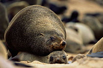 Fur Seal pair mating (Arctocephalus pusillus pusillus) Cape Cross Seal Reserve, Namibia