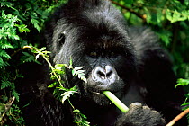 Mountain gorilla portrait eating plant stem (Gorilla beringei) looking throughtful, Parc des Volcans National Park, Rwanda