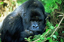 Mountain gorilla portrait (Gorilla beringei) pensive male, Parc des Volcans National Park, Rwanda
