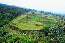 Forest cleared for agriculture bordering Parc des Volcans National Park, Virungas,  Rwanda -