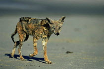 Black backed jackal (Canis mesomelas) old and sick, Cape Cross Seal Reserve, Namibia