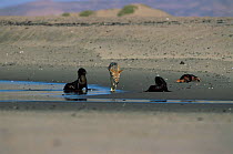 Black backed jackal (Canis mesomelas) with Cape Fur Seals (Aractocephalus pusillus) Cape Cross Seal Reserve, Namibia.