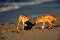 Black backed jackals (Canis mesomelas) killing Cape Fur Seal pup, Cape Cross Seal Reserve, Namibia