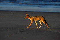 Black backed jackal (Canis mesomelas) walking profile,  Cape Cross Seal Reserve, Namibia