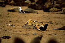 Black backed jackal (Canis mesomelas) attacking Cape Fur Seal pup (Arctocephalus pusillus) Cape Cross Seal Reserve, Namibia