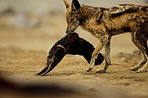Black backed jackal (Canis mesomelas) attacks Cape Fur Seal pup (Arctocephalus pusillus) Cape Cross Seal Reserve, Namibia