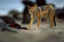 Black backed jackal (Canis mesomelas) with carcass of Cape Fur Seal pup (Arctocephalus pusillus) Cape Cross Seal Reserve, Namibia