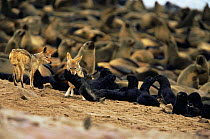 Black backed jackal (Canis mesomelas) attacks Cape Fur Seal pup (Arctocephalus pusillus) Cape Cross Seal Reserve, Namibia