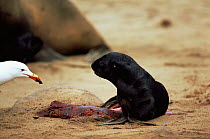 Seagull feeds on afterbirth of newborn Cape Fur Seal pup (Arctocephalus pusillus pusillus) Cape Cross Seal Reserve, Namibia