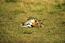 Rock Python {Python sebae} strangling Thomson gazelle, Masai Mara, Kenya, sequence 1/8