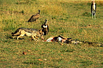 Rock Python {Python sebae}with dead Thomson gazelle watched by Black back jackals and Vultures, Maasai Mara, Kenya, sequence 2/8