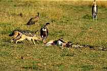 Rock Python {Python sebae} with dead Thomson gazelle, watched by Black backed jackals and Vultures, Masai Mara, Kenya, sequence 3/8