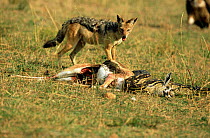 Rock Python {Python sebae} with dead Thomson gazelle watched by Black backed jackal, Masai Mara, Kenya, sequence 4/8