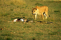 Rock Python {Python sebae} with dead Thomson gazelle, Lion approaching, Maasai Mara, Kenya, sequence 5/8