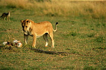 Rock Python {Python sebae} abandonning dead Thomson gazelle, Lion approaching, Masai Mara, Kenya, sequence 6/8