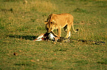 Lion scavenging Thomson gazelle killed by Rock Python {Python sebae} Masai Mara, Kenya, sequence 7/8