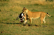 Lion steals Thomson gazelle from Rock Python {Python sebae} Masai Mara, Kenya, sequence 8/8