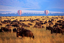 Wildebeest herd {Connochaetes taurinus} grazing on savanna watched by tourists in airballoons, Masai mara reserve, Kenya