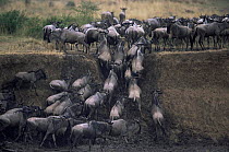 Wildebeest herd {Connochaetes taurinus} climbing banks of river, Masai mara reserve, Kenya