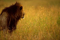 African lion {Panthera leo} male profile portrait,  Masai Mara reserve, Kenya
