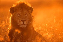 African lion {Panthera leo} male at sunrise, Masai mara reserve, Kenya