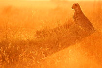 Cheetah {Acinonyx jubatus} at sunrise, Masai Mara reserve, Kenya