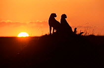 Cheetahs {Acinonyx jubatus} silhouetted at sunrise, Masai Mara reserve, Kenya