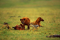 Spotted hyaena {Crocuta crocuta} seeing off  Black backed jackals {Canis mesomelas} at carcass, Masai Mara reserve, Kenya