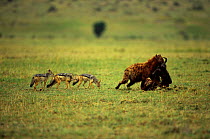 Spotted hyaena {Crocuta crocuta}carrying carcass in mouth followed by three Black backed jackals {Canis mesomelas}  Masai Mara reserve, Kenya