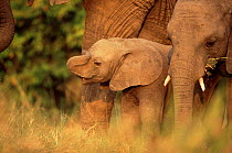 African elephant (Loxodonta africana) calf, Masai Mara reserve, Kenya