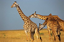 Masai giraffe {Giraffa camelopardalis tippelskirchi}males testing female for oestrus, Masai Mara reserve, Kenya