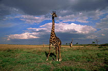 Masai giraffe {Giraffa camelopardalis tippelskirchi} Masai Mara Reserve, Kenya