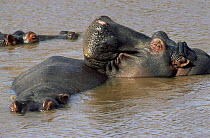 Hippopotamuses in water {Hippopotamus amphibius} Masai Mara reserve, Kenya