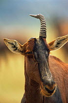 Topi with only one horn {Damaliscus lunatus korrigum} Masai Mara reserve, Kenya