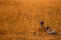 Thomson's gazelle {Gazella thomsonii} Masai Mara reserve, Kenya