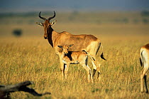 Topi with calf {Damaliscus korrigum} Masai Mara reserve, Kenya