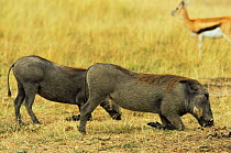 Warthog {Phacochoerus aethiopicus} feeding, Masai Mara reserve, Kenya