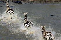 Common zebra (Equus quagga) crossing river Masai Mara reserve, Kenya