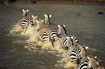 Common zebra (Equus quagga) crossing river Masai Mara reserve, Kenya