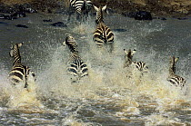 Common zebra crossing river (Equus quagga) Masai Mara reserve, Kenya