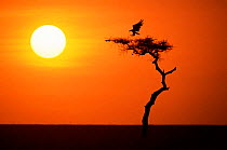 Vulture landing on tree silhouetted at sunrise, Masai Mara reserve, Kenya