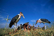 Marabou stork {Leptioptilus crumeniserus} feeding on carcass Masai Mara reserve, Kenya