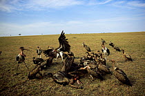 Ruppell's griffon vultures {Gyps rueppellii} competing for carcass and Marabou storks, Masai Mara reserve, Kenya