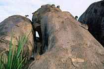 Rock hyrax (Procavia capensis) family on rock, Serengeti NP, Tanzania
