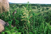 Rock hyrax (Procavia capensis) Serengeti NP, Tanzania