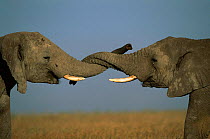 African elephants sparring {Loxodonta africana} trunks entwined, Serengeti NP, Tanzania