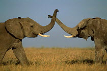 African elephants sparring {Loxodonta africana} Serengeti NP, Tanzania