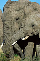 African elephants {Loxodonta africana} Serengeti NP, Tanzania