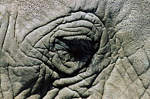 Close-up of African elephant eye {Loxodonta africana} Serengeti NP, Tanzania